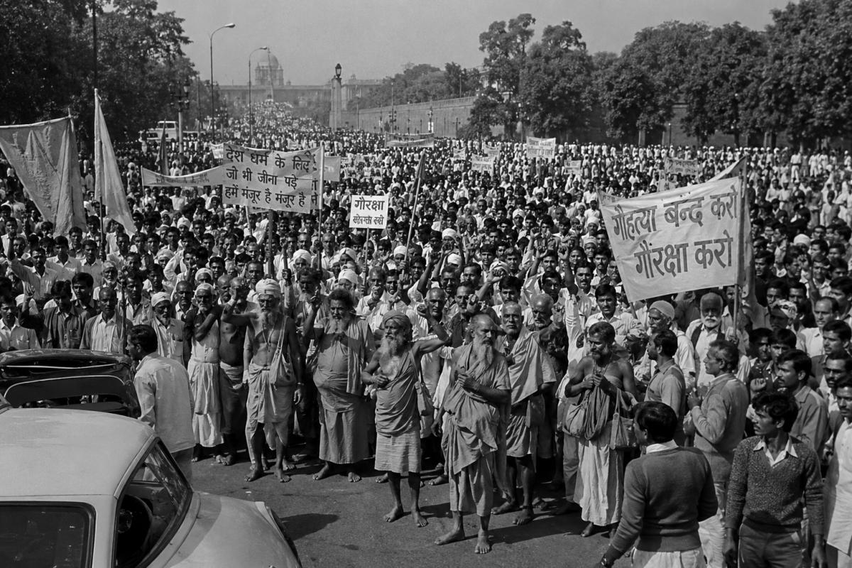 Inside India's Beef Politics: Religion, Law and Economics — image 2